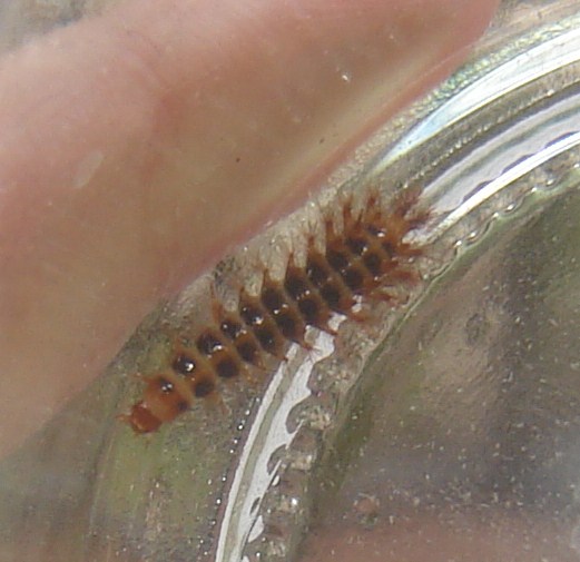 Larva di Drilidae